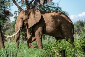 elephant, africa, safari