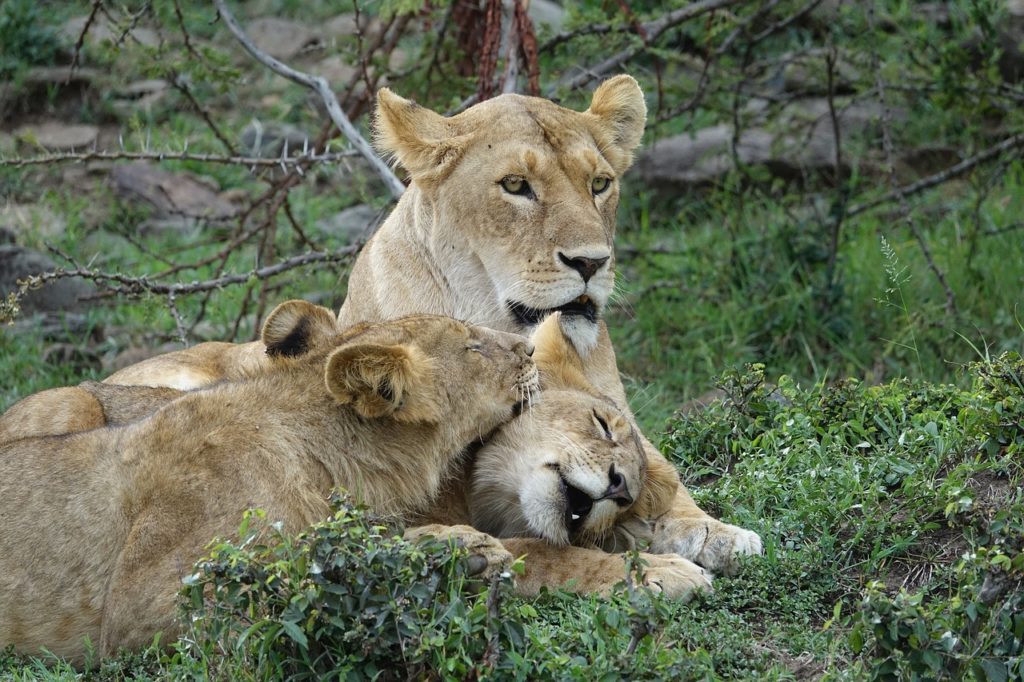 lion, predator, safari